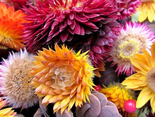 Strohblume (Helichrysum bracteatum). Bunter Mix, super Trockenblume! (1000 Samen = 1,8g)