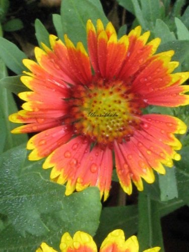 Staudenkulturen Wauschkuhn Gaillardia x grandiflora 'Bremen' - Kokardenblume - Staude im 9cm Topf