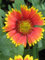 Staudenkulturen Wauschkuhn Gaillardia x grandiflora 'Bremen' - Kokardenblume - Staude im 9cm Topf
