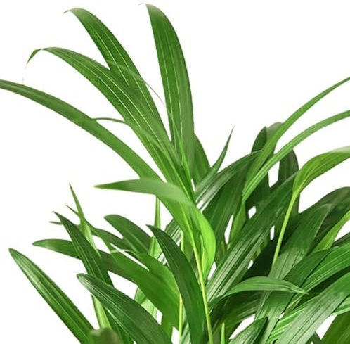 Palma Areca | DECOALIVE | Planta de Interior Natural | Dypsis Lutescens Palmera Frutos de Oro