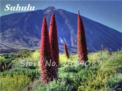 Mixed Echium Vulgare Blumensamen 50 PC Bonsai Distel Baum Pflanzgut Samen Stauden Blumen-Garten-Blumensamen zum Verkauf 11