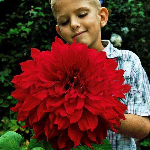 Swansgreen Purple : 100Pcs Dinner Plate Rainbow Dahlia Seeds, Chinese Peony Bonsai Flower Seeds,22 Colors to Choose, for Home Garden Plantting