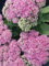 Fetthenne-Samen – Drachenblut – 100 Samen – rosafarbene Sternblumen – mehrjährige dekorative Bodendecker-Zimmerpflanze – Blumengarten – Sedum Spurium