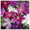 Clematis zwiebeln,Winterharte Mehrjährig Pflanzen,Clematis winterhart Immergrün,clematis winterhart mehrjährig pflanzen,clematis onion,clematis waldrebe,clematis hellblau.-4zwiebeln-C