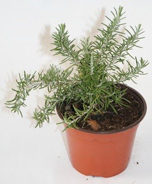 Romero rastrero (Maceta 10,5 cm Ø) - Planta viva - Planta aromatica