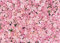 LYWYGG 7x5FT 3D Blumenwand Hintergrund Blumen Hintergrund Fotografie Hintergrund Rosa Blumen Hintergrund Wohnkultur Hintergrund Hochzeit Hintergrund Studio Geburtstagsfeier Hintergrund CP-314