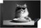 KitchenYeah© Herdabdeckplatte 78x52 cm Einteilig Herdabdeckung Abdeckplatte für Ceranfeld Abdeckung Induktionskochfeld Aufrollbare Matte Langhaarkatze - Sonnenbrille - Spaghetti - Humor