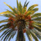 10 Pc Semillas De Palmera Datilera - Semillas De Dátil Árboles Resistentes Al Jardín, Plantas De Jardín Resistentes Y Perennes. Semillas Resistentes De Palmera Datilera, Plantas En