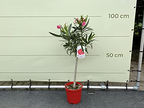 Oleandro rosso su tronco. altezza 80-100 cm