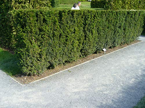 100 Eiben 15-30cm frisch vom Feld Gartenhecke Heckenpflanzen Immergrüne Pflanze Taxus baccata Eiben Wurzelware