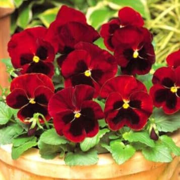 Pansy Swiss Giant red Claret 300 Seeds + Plant tag + Freebie - Viola wittrockiana