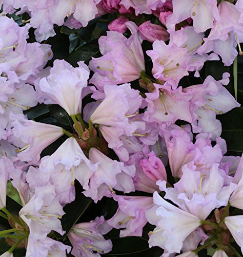 Großblumige Rhododendron Dufthecke Rosa® 60-70cm - Alpenrose