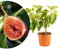 Meine Orangerie – winterharter Feigenbaum 'Piccolo' als Halbstamm – Echte Feige Ficus Carica im Topf – Höhe inkl Topf ca. 50-60cm – Süß-aromatische Früchte – Ideal für Garten, Balkon & Terrasse