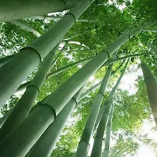 200 Pz Giganti Semi di Bambù Giardino Cortile Fattoria Campo Ombra Pianta Complementi Arredo Casa Fiore Albero da Frutto Semi di Ortaggi Semi Di Bambù