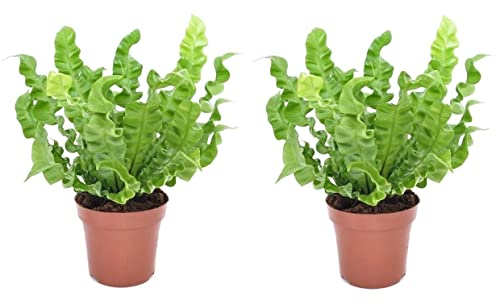 Plant in a Box - Asplenium nidus - Onda croccante - Felce - Set di 2 - Vaso 12cm - Altezza 25-40cm