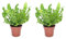 Plant in a Box - Asplenium nidus - Onda croccante - Felce - Set di 2 - Vaso 12cm - Altezza 25-40cm