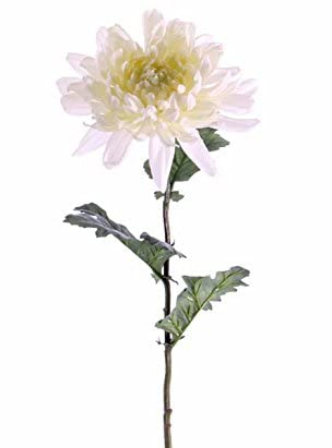 kunstpflanzen-discount.com Künstliche Chrysantheme Seidenblume gelblich weiß 75cm mit langem Stiel und grünen Blättern