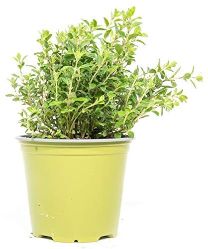 mgc24 Majoran, echte frische Kräuter Pflanzen im 14cm Topf, Origanum majorana, Höhe ca. 10cm