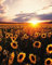 Zdklfm69 Malen nach Zahlen Ölgemälde nach Zahlen Landschaft Erwachsene Sonnenblume Sonnenuntergang auf Leinwand Ölbild Zeichnung Malen nach Zahlen Dekoration Geschenk 40x50cm