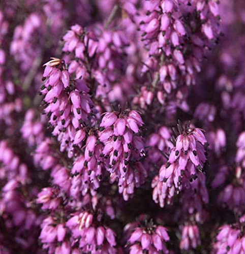 10x Winterheide Wintersonne - Erica carnea - lebende Gartenpflanze aus den Baumschulen