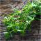 Pacchetto semi: Pacchetto di 50 semi, santoreggia Seeds (Satureja hortensis)