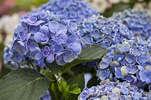 Hydrangea macrophylla 'Hovaria® Hopcorn' 30-40 cm - Hortensie, rosa-weiße Blüten, Blütezeit Juni-September, ideal für Kübel, pflegeleicht und winterhart
