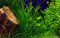 Tropica Aquarium Pflanze Vallisneria Nana Nr.056C Wasserpflanzen Aquascaping Aquariumpflanzen
