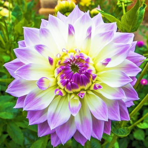 Winterhart MehrjäHrig,Dahlien Knollen Ideale Garten Pflanzen,Gardeners Dream Winterharte Pflanzen,Mehrjährige Stauden,Balkon Pflanzen & Kübelpflanzen-10Knollen-e