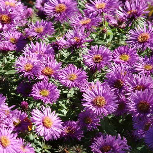 Aster Purple Dome - Late Flowering Michaelmas Daisy Plants Outdoor Garden Ready - Purple Perennials for Use as Patio, Border, or Bedding Plants - Ready to Plant Flowers (3 Litre Pot, 20-30cm)
