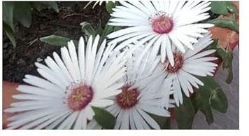 Stk - 10x Dorotheanthus maughanii Sukkulente Garten Pflanzen - Samen B1321 - Seeds & Plants Shop by Ipsa