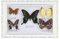 Yctze Wand-Tischrahmen, Rahmen, Exquisite Schmetterlinge, Exemplar, Kunsthandwerk, Geburtstagsgeschenk, Heimdekoration, Ornament (weißer Rahmen)