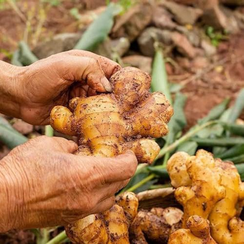 300 pcs kurkuma samen zum einpflanzen - kräuter balkon, garten geschenk wildblumenwiese mehrjährig, seltene samen heilkräuter samen, balkon beet gartenkräuter, bio saatgut küchenkräuter