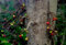 550 Graines Cluster Fig, graines de figuier indien Ficus Racemosa