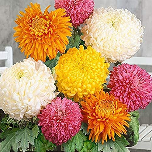 FStening 100 Pezzi Misti Splendidi Semi Crisantemo Luminosi Creano Una Decorazione Paesaggistica Aromatica Aggiungi Un Bellissimo Paesaggio Alla Bellezza Del Giardino