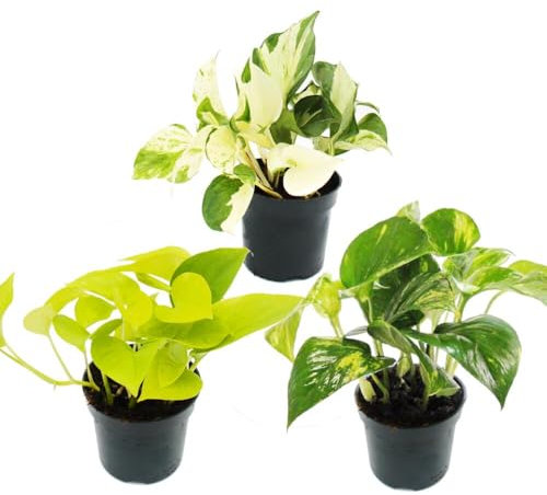 Zimmerpflanzen-Trio Efeutute - Set mit 3 verschiedenen Epipremnum-Arten - rankend