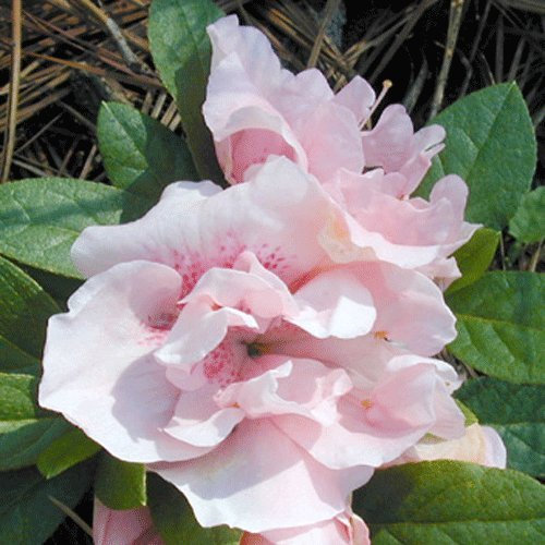 Azalea Japonica Evergreen 'Nancy of Robin Hill' 15cm Pot Size