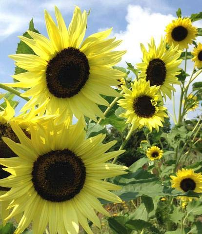 Genipap 55 x Sonnenblumensamen.