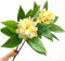 OUKEYI Künstliche Frangipani-Blumen, lebensechte künstliche Plumeria-Blumen, für Zuhause, Party, Hochzeit, Blumenstrauß, Heimdekoration, Gelb, 2 Stück