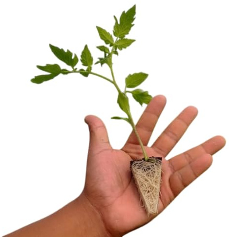 Plantel Agrícola Tomate Natural Crecimiento Vigoroso – Planta para Huerto Urbano – DECOALIVE – Ideal Cocina Producción