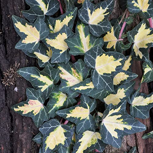 Gewöhnlicher gelbbunter Efeu, Hedera helix 'Goldheart', 2er Set, im 2 l Topf