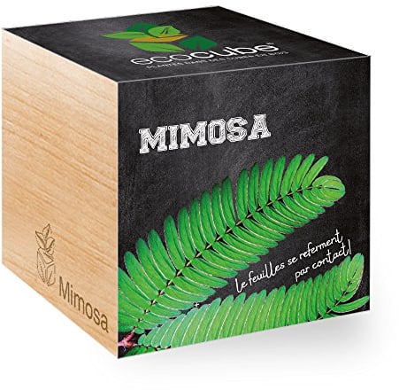 Feel Green - Ecocube, Mimosa, Le Foglie Si ritirano se toccate, Idea Regalo (100% Ecologica), Kit per Far Crescere la Propria pianta, Piante in cubi di Legno da 7,5 cm, Prodotto in Austria