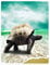 YISUMEI Decke 150x200 cm Kuscheldecken Sanft Flanell Weich Fleecedecke Bettüberwurf Schildkröte Meer Strand