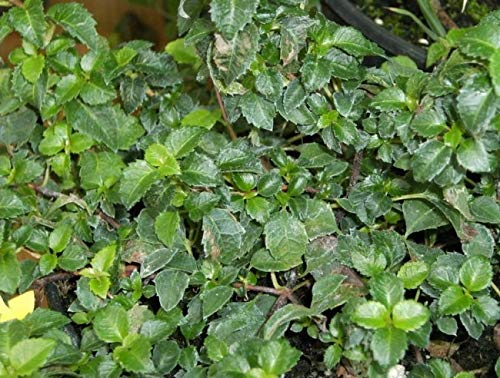Hydrangea petiolaris Cordifolia - Kletterhortensie - 15-20 cm