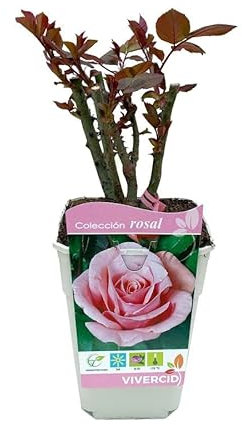 Rosal Grandiflora Rosa | DECOALIVE | Planta Natural con Flores de Color Rosa