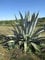 Winterharte Agave 10 Samen -agave americana- Der Exot im Garten