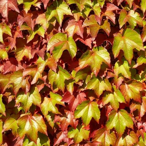 Vivai le Georgiche - Pianta vera di Parthenocissus tricuspidata Veitch Boskoop - vaso Ø 15 cm