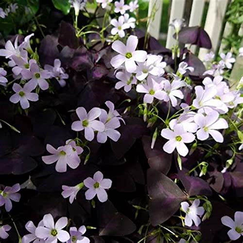 Resistente al invierno, muy exclusivo, fácil de cultivar, respetuoso con las abejas, multicolor de alto rendimiento. Cuidado fácil, -4 Oxalis -G
