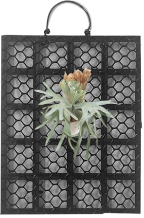 Fyrdyn Staghorn Farn Wandhalterung | Staghorn Farn Platte Wandhalterung,Für Balkon Terrasse Wohnzimmer Innenbereich Und Außenbereich