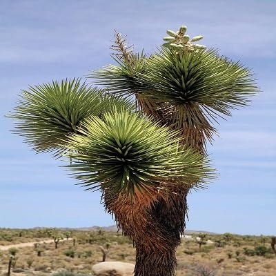 15 exóticas semillas del árbol de Joshua, Yucca brevifolia palma, resistente al frío baccata var.