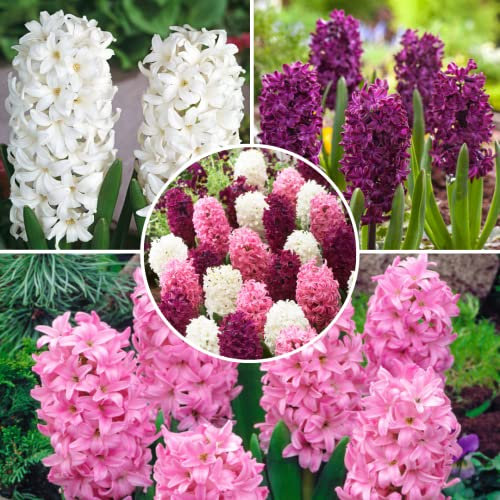 Plant in a Box - Bulbes de Jacinthe Pastel Mix - 20x Bulbes de Jacinthe rustiques - Circonférence des bulbes 14cm